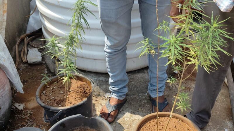 Police nabbed person growing ganja on terrace