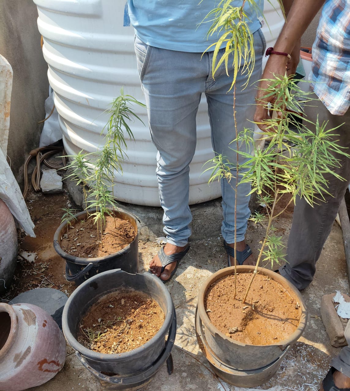 Police nabbed person growing ganja on terrace