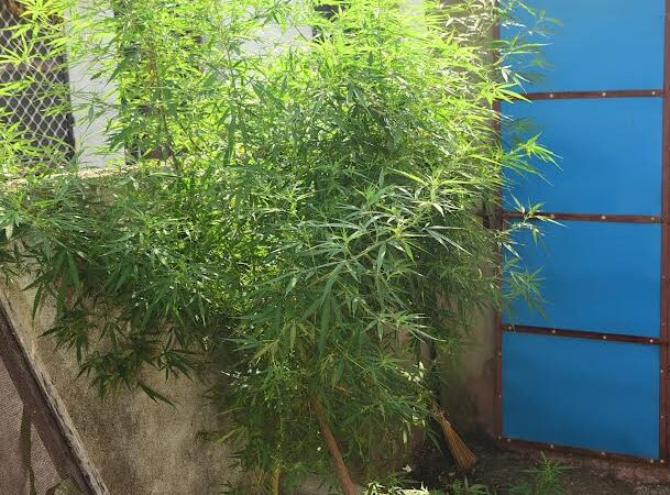 Man arrested for growing ganja plan in backyard