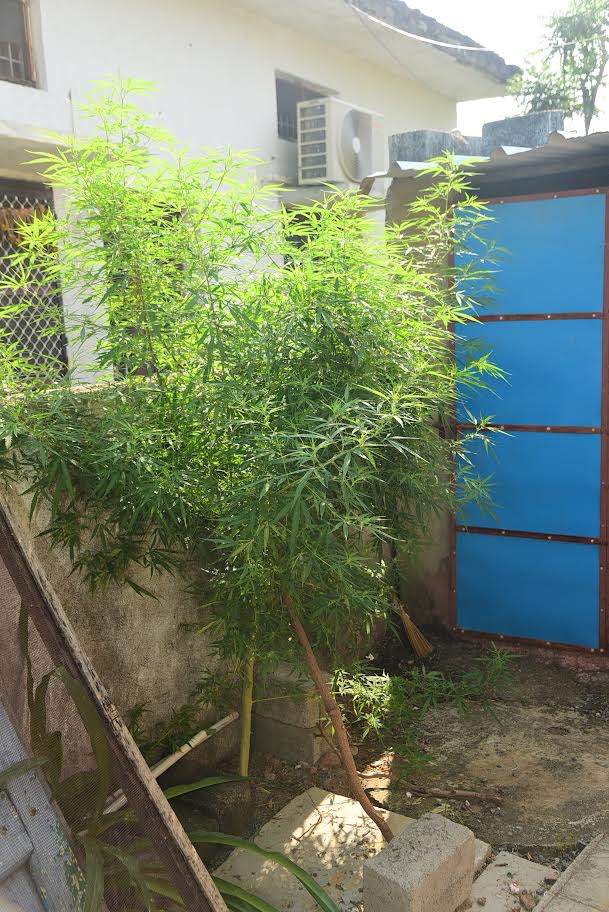 Man arrested for growing ganja plan in backyard