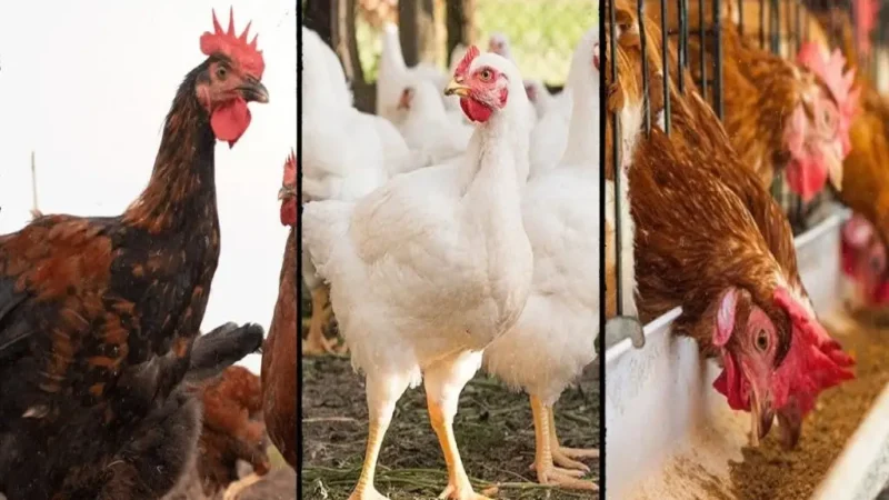 Bank manager eat 900 chicken for sanctioning loan