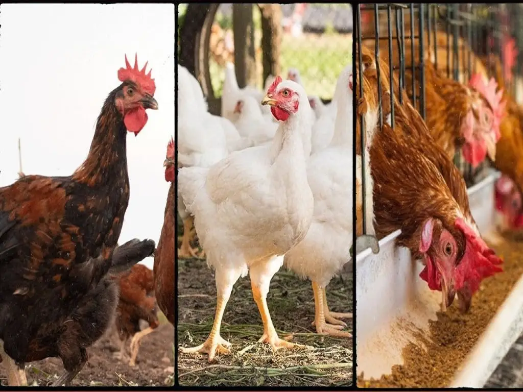 Bank manager eat 900 chicken for sanctioning loan