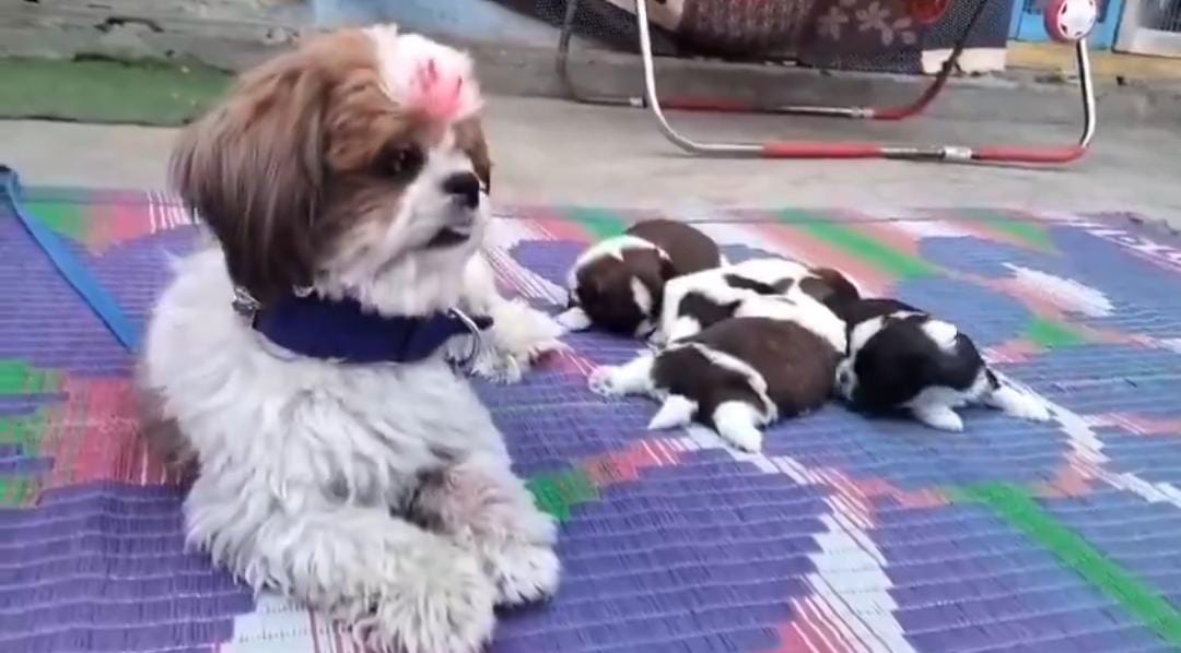 Cradle ceremony of Shih Tzu puppies held on a grand note