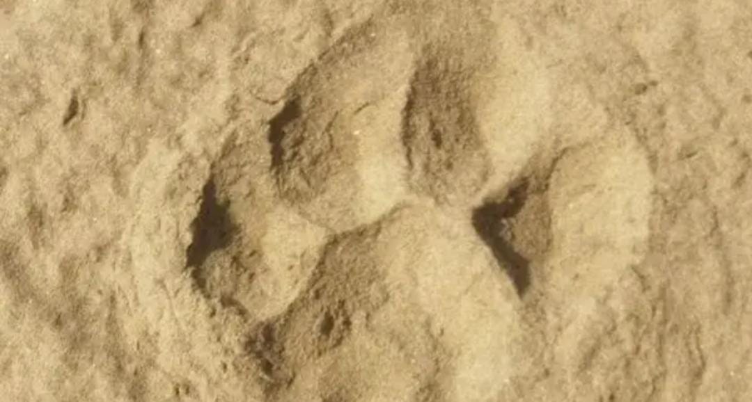 Tiger movements spotted in Mulug Venkatapuram forest region