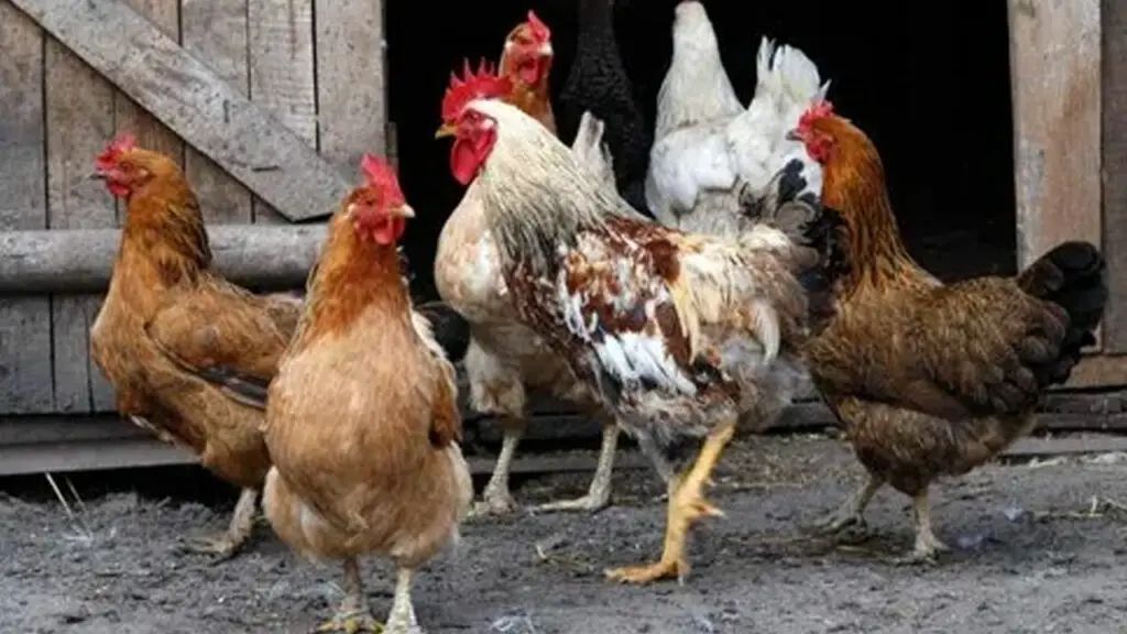 NATU KODI (DESI CHICKEN) GAINS POPULARITY AS A HEALTHY ALTERNATIVE, ESPECIALLY DURING SANKRANTI FESTIVAL