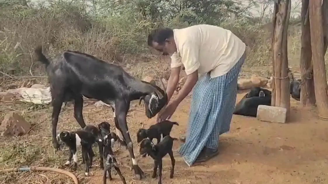 Rare and Extraordinary: Goat Gives Birth to Five Kids in a Single Litter in Jangaon