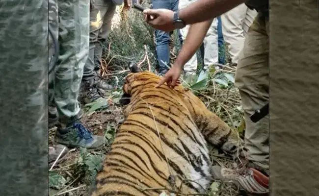 Man-Eater Tiger Post-Mortem Reveals Disturbing Findings