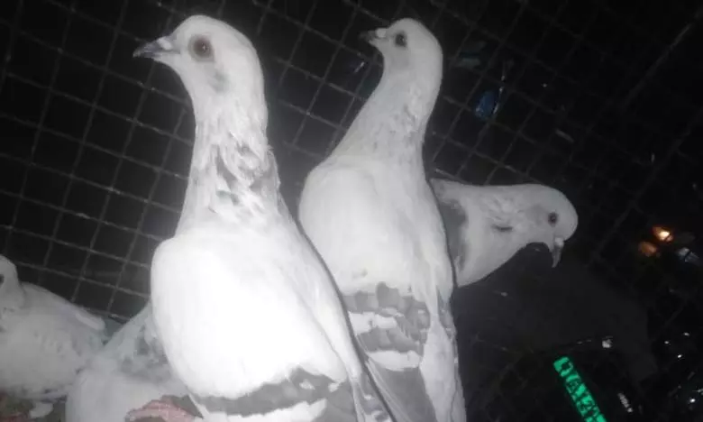 Vikarabad Police Release 250 Racing Pigeons Following Court Orders