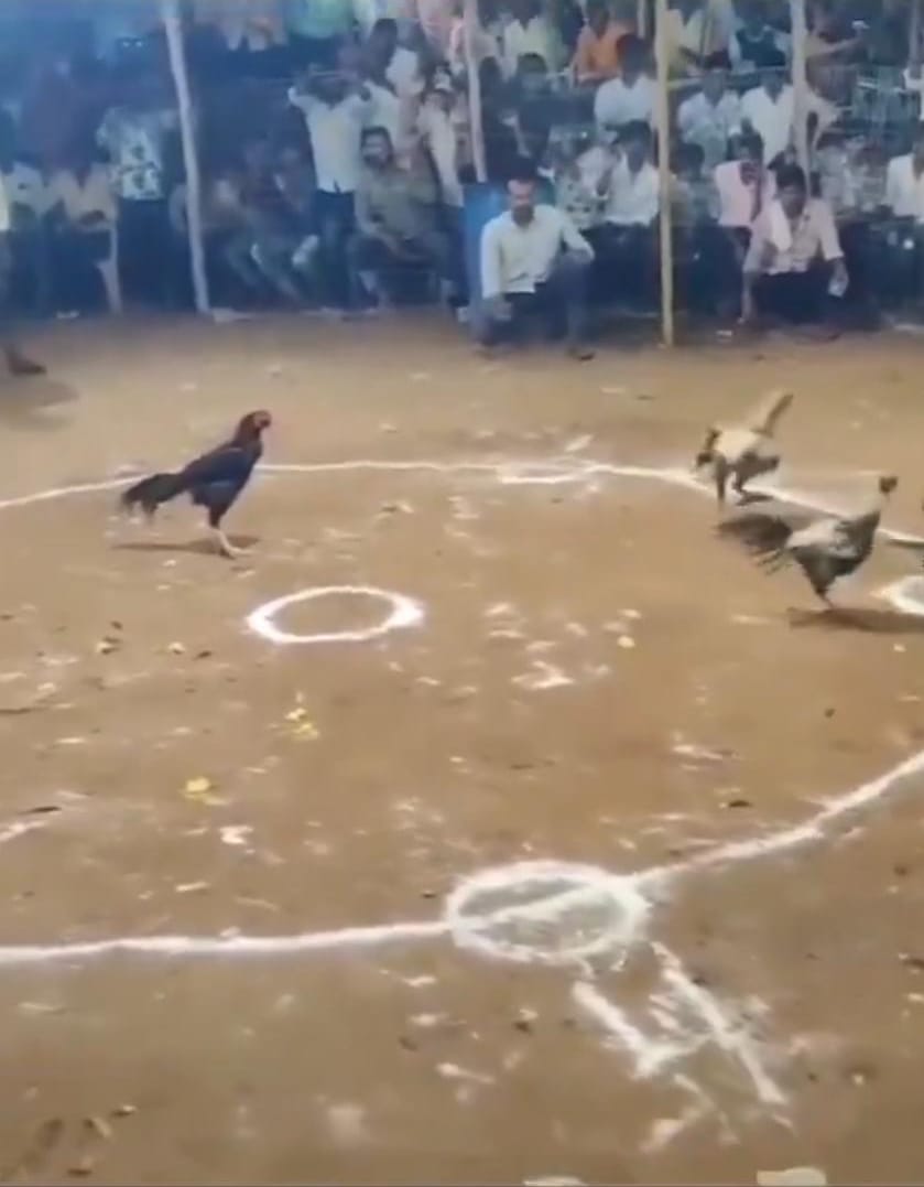 “Silent Fighter”: A Rooster Wins Without Lifting a Feather in a Thrilling Cockfight