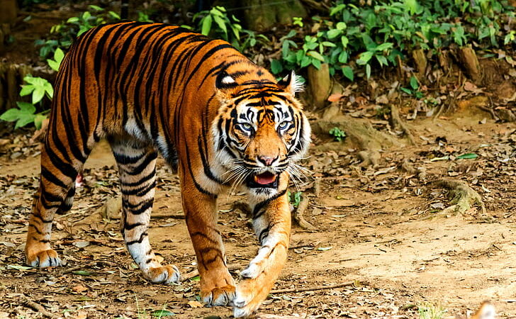 Tiger journey along the Godavari River in search of suitable territory