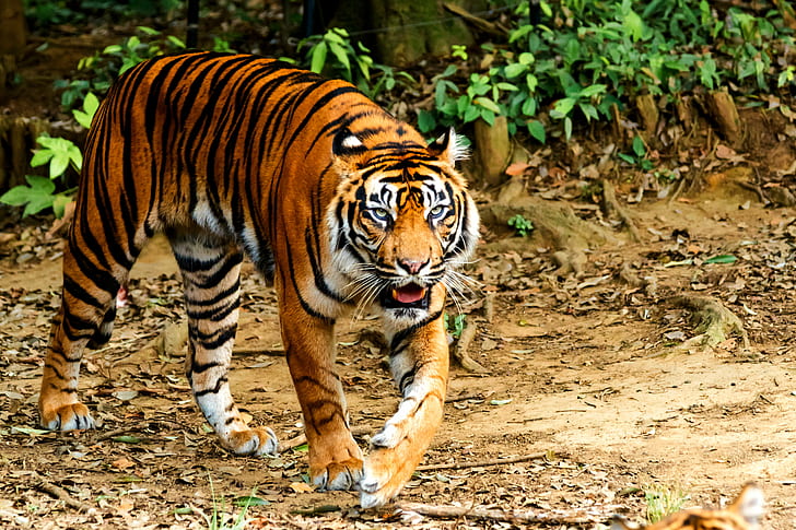 Tiger Attack Sparks Panic in Medaram-Mahadevpur Forest Border Area
