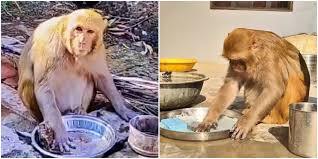 Viral Story of Rani: The Monkey Who Became a Household Helper and Family Member