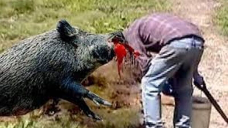 MLA’s Gunman Dies in Tragic Road Accident After Colliding with Wild Boar