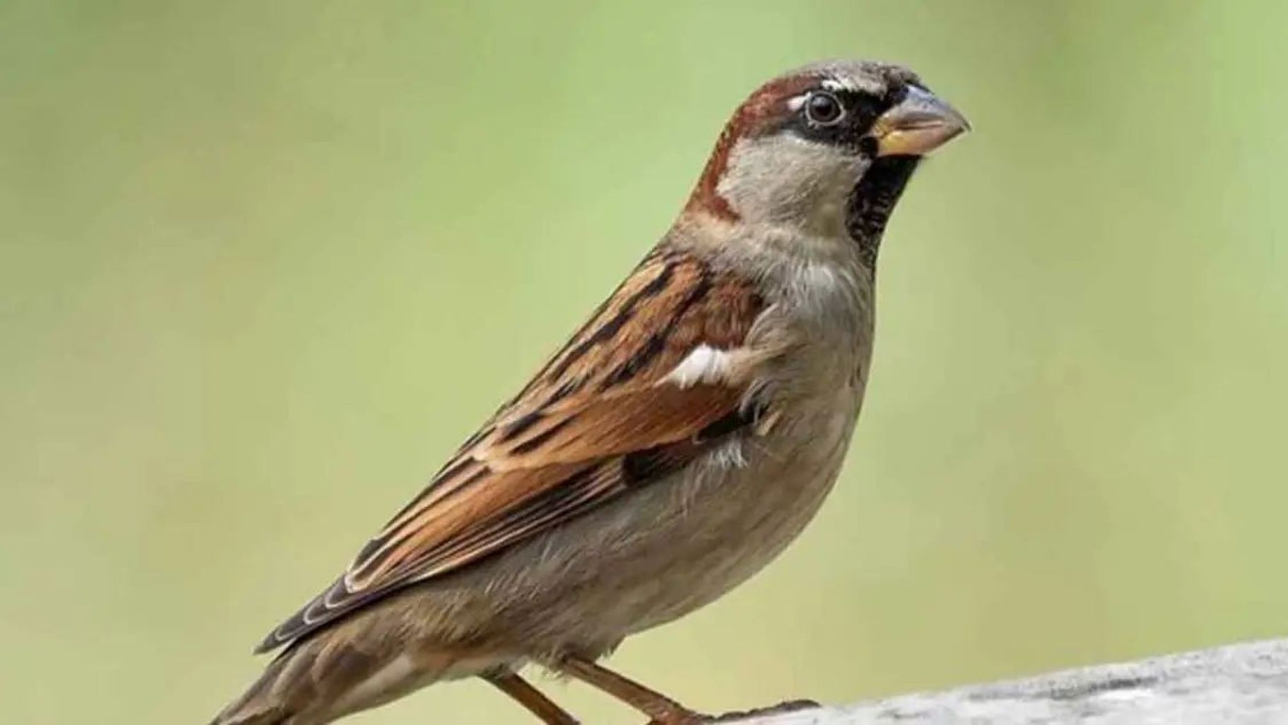 Sparrows: A Sign of Good Fortune and Marriage