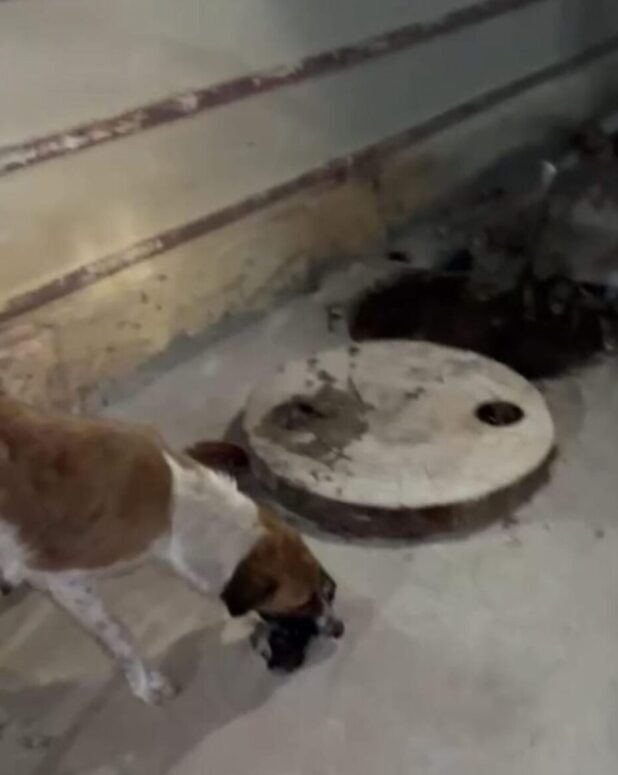 Heartwarming Rescue of Newborn Puppy in Mankamma Thota, Karimnagar