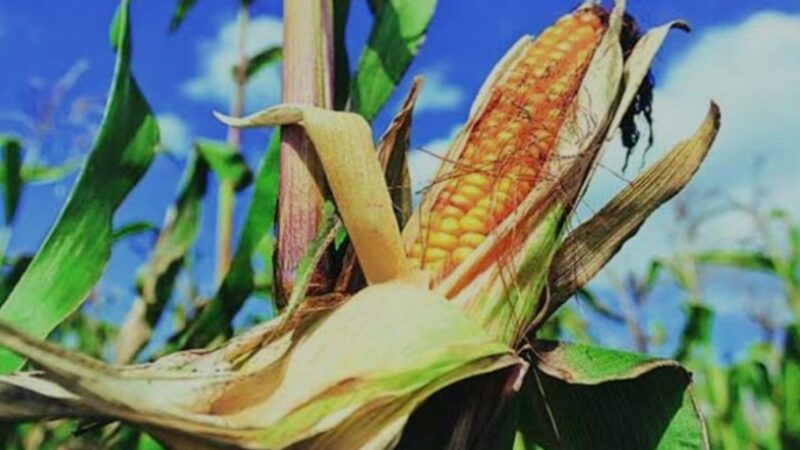 Professor Jayashankar Agricultural University Releases Five Superior Maize Hybrids