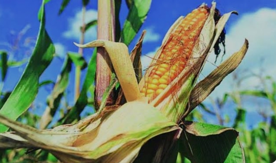 Professor Jayashankar Agricultural University Releases Five Superior Maize Hybrids