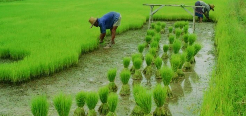 Good News for Farmers from IMD: Above-Average Rainfall Expected in 2025!