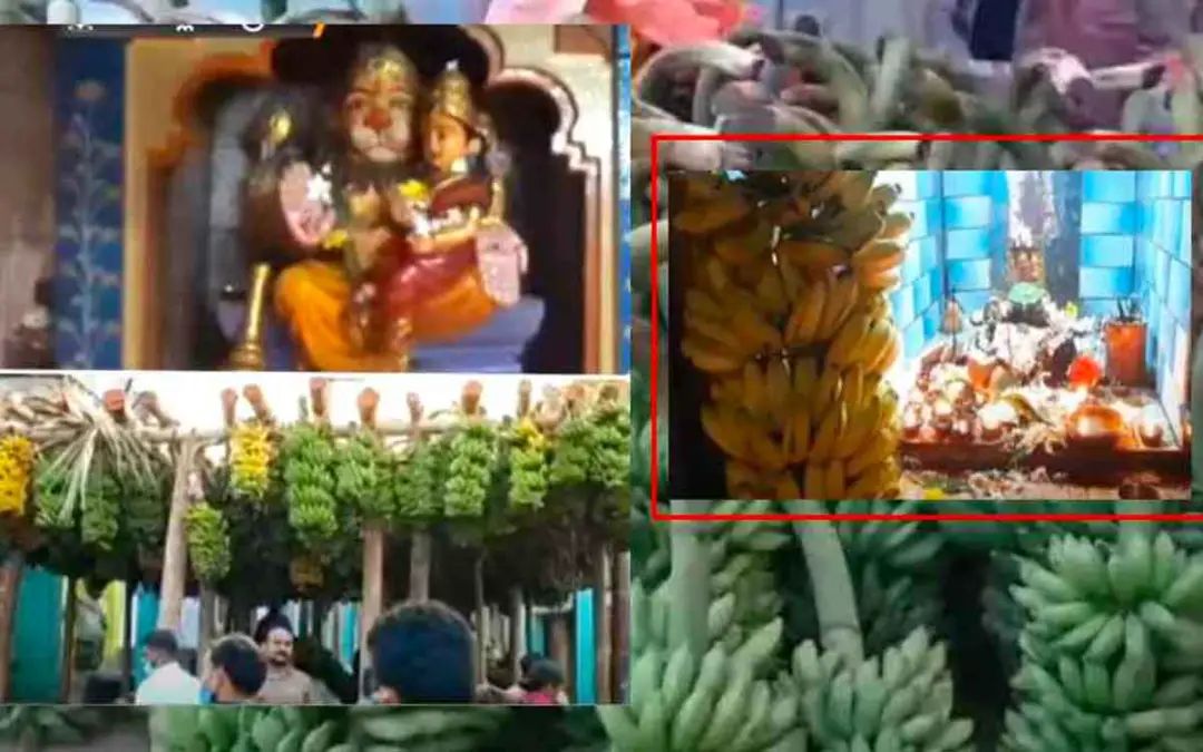 Unique Tradition of Offering Banana Stems at Lakshmi Narasimha Swamy Temple in Andhra Pradesh